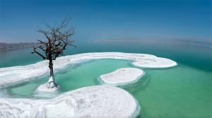 Close-up of a solitary tree growing in the salt island of the Dead Sea