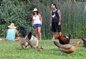 Kauai Island - Where thousands of chickens run wild but no one eats
