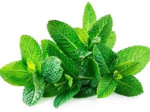 Why does mint make our mouth feel cool?