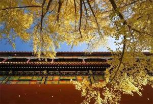 The mystery of the miracle wood used to build the Forbidden City for hundreds of years "the couch does not rot"